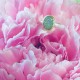 Ring: Zilver, Goud en Druzy Kwarts (prijs op aanvraag)